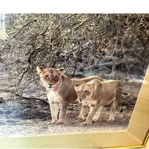 Stunning vintage original photograph 2 lions Kruger National Park South Africa